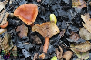 lactarius mitissimus (2) (1000 x 667).jpg_product_product_product